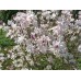 Магнолия стеллата Хризантемоцветная (Stellata Chrysanthemumiflora)